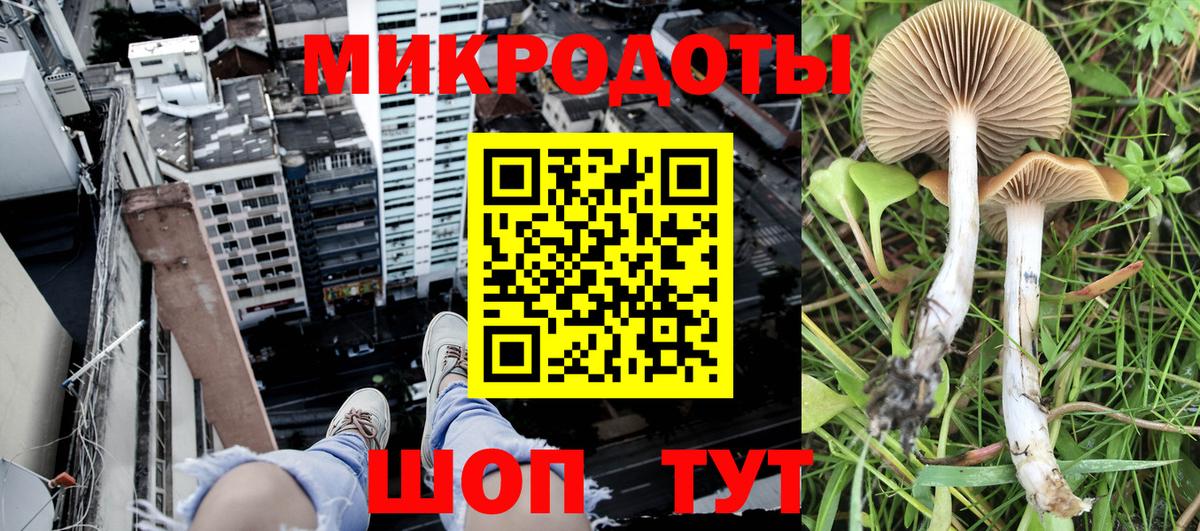 Галлюциногенные грибы Cubensis Гусев